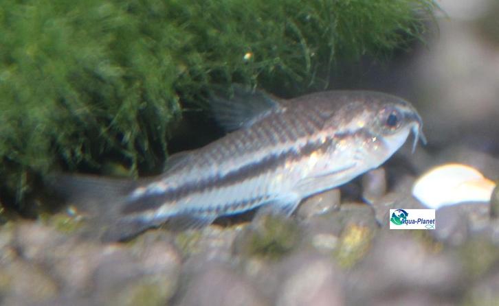 Corydoras pygmaeus, Dieren en Toebehoren, Vissen | Aquariumvissen, Zoetwatervis, Vis, Schoolvis