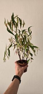 Begonia Amphioxus, Huis en Inrichting, Kamerplanten, Overige soorten, Minder dan 100 cm, Halfschaduw, Ophalen