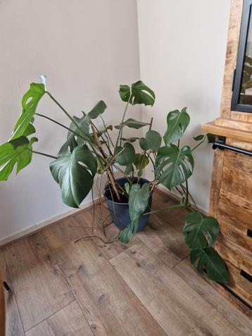 Grote Monstera Deliciosa Kamerplant  beschikbaar voor biedingen
