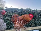 Goed tehuis gezocht voor erg mooie Cochin Haan, Dieren en Toebehoren, Mannelijk, Kip