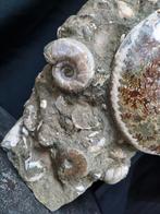 Groot Ammonieten nest, Ophalen of Verzenden, Mineraal