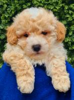 Prachtige maltipoo pups🩷Binnen ons gezin grootgebracht, Overige rassen, CDV (hondenziekte), 8 tot 15 weken, Meerdere