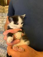 Zwart met wit katertje, Kater