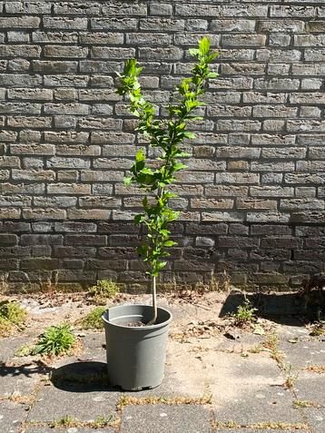 Hibiscus struik  ca 110 cm hoog  beschikbaar voor biedingen