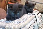 Lieve kittens, Dieren en Toebehoren, Katten en Kittens | Overige Katten, Meerdere dieren, Kortharig