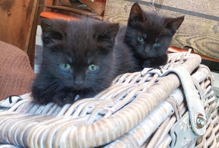Lieve kittens, Dieren en Toebehoren, Katten en Kittens | Overige Katten, Kortharig, Meerdere dieren