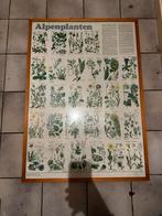 ingelijste schoolplaten 5x, Antiek en Kunst, Antiek | Schoolplaten, Ophalen of Verzenden, Natuur en Biologie