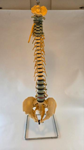 Anatomisch model rug  beschikbaar voor biedingen