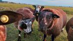 Beste dekrammen te koop, Dieren en Toebehoren, Schapen, Geiten en Varkens, Mannelijk, Schaap