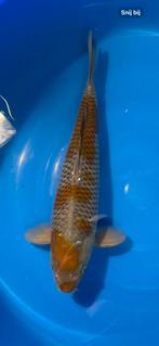 Ochiba male 55cm, Dieren en Toebehoren, Vissen | Vijvervissen, Karper of Koi