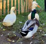 3 Oud Hollandse kuifeenden, kuifeend groot, Dieren en Toebehoren, Pluimvee, Meerdere dieren, Eend