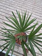 Mooie trachycarpus fortunei x princeps, Tuin en Terras, Ophalen of Verzenden, Overige soorten, Halfschaduw