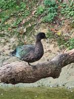 Muskuseend  koppeltje  zwart., Meerdere dieren, Eend