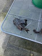 Ornamenten voor in aquarium, Dieren en Toebehoren, Ophalen of Verzenden, Gebruikt, Overige typen