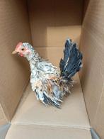 Krulhaantje Serama gemini, Dieren en Toebehoren, Kip