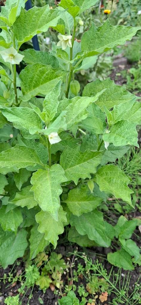 Lampionplant, Franchetti Gigantea, Ophalen of Verzenden, Volle zon, Zaad