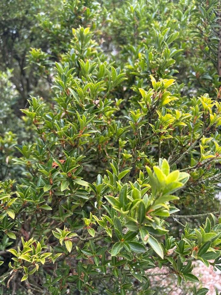 Hulst Struik - Mooie Tuinplant, Tuin en Terras, Planten | Struiken en Hagen, Struik, Hulst, 100 tot 250 cm, Ophalen