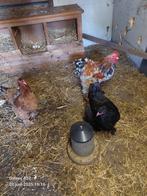 Bramha's, Meerdere dieren, Kip