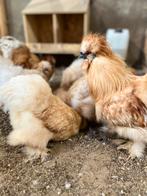 Usa zijdehoen broedeieren, Dieren en Toebehoren, Geslacht onbekend, Kip