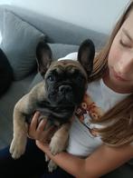 Franse Buldog Pups, Dieren en Toebehoren, België, Fokker | Hobbymatig, Rabiës (hondsdolheid), 8 tot 15 weken
