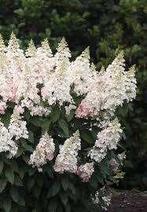 Pluimhortensia, Hydrangea Paniculata Pinky Winky, Tuin en Terras, Planten | Tuinplanten, Volle zon, Vaste plant, Zomer, Ophalen