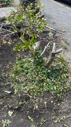 Den weghalen, Tuin en Terras, Planten | Struiken en Hagen, Ophalen, Overige soorten
