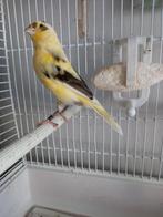 KANARIES, Dieren en Toebehoren, Vogels | Kanaries, Meerdere dieren, Kleurkanarie