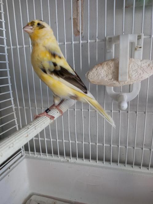KANARIES, Dieren en Toebehoren, Vogels | Kanaries, Kleurkanarie, Meerdere dieren