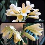 Clivia Yellow Ice Queen x Lime 'n Cream Waltz  zaailing, Volledige schaduw, Overige soorten, Ophalen of Verzenden, Minder dan 100 cm