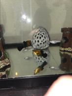 Volwassen Molly's, Dieren en Toebehoren, Hagedis