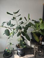 Ficus, Huis en Inrichting, Kamerplanten, Ophalen of Verzenden, Ficus
