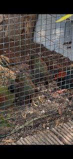 Roul roul 2 hennen en 2 hanen beschikbaar. 2025, Dieren en Toebehoren, Meerdere dieren, Geringd