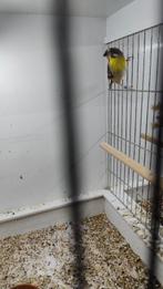 2-2 citroenborst edelzangers crithagra citrinipectus, Meerdere dieren