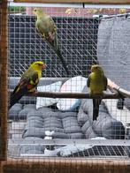 Koppel bergparkieten, Dieren en Toebehoren, Meerdere dieren, Parkiet, Geringd