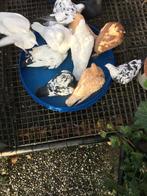 Kleurpostduiven, duiven, postduiven, Dieren en Toebehoren, Vogels | Duiven, Meerdere dieren, Postduif