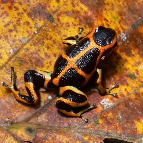 Ranitomeya imitator 'Hualaga banded', Dieren en Toebehoren, Reptielen en Amfibieën, Amfibie