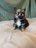 Pomchi Pups   €950, Overige rassen, 8 tot 15 weken, CDV (hondenziekte), Meerdere dieren