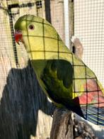 Verschillende soorten parkieten, Dieren en Toebehoren, Vogels | Parkieten en Papegaaien