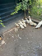 jonge witte loopeenden, Dieren en Toebehoren, Pluimvee, Meerdere dieren, Eend