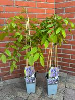 Blauwe regen, Tuin en Terras, Planten | Tuinplanten, Ophalen of Verzenden, Zomer, Klimplanten, Halfschaduw