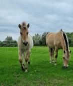 leuk hengstveulen en jaarling ruin fjord, Dieren en Toebehoren, Paarden, Minder dan 160 cm, 0 tot 2 jaar, Hengst, Recreatiepaard