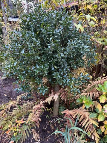 Hulst op stam, 170cm - Zelf uitgraven! beschikbaar voor biedingen