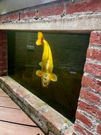 2 Koi karpers (65–70 cm) + Steur (90 cm), Dieren en Toebehoren, Karper of Koi