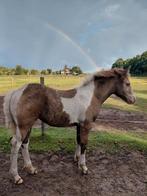 Opfokplekje voor merrieveulen gezocht., Dieren en Toebehoren, Stalling en Weidegang