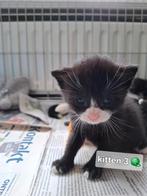 Kittens ( nog 3 beschikbaar!!), Poes