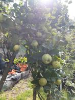 Kweeperen, Tuin en Terras, Ophalen of Verzenden, Minder dan 100 cm, Overige soorten, Lente
