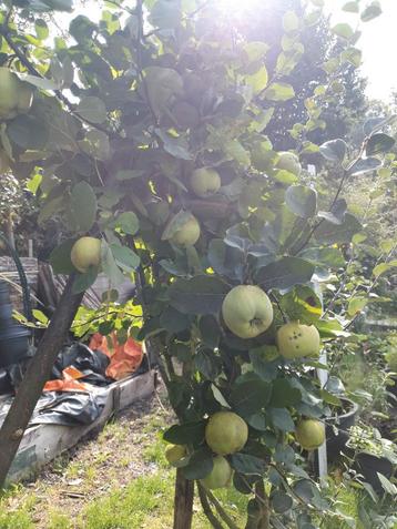 Kweeperen  beschikbaar voor biedingen