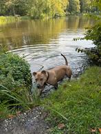 Pitbull stafford van 2 jaar, Overige rassen, 1 tot 2 jaar, Teef, Parvo