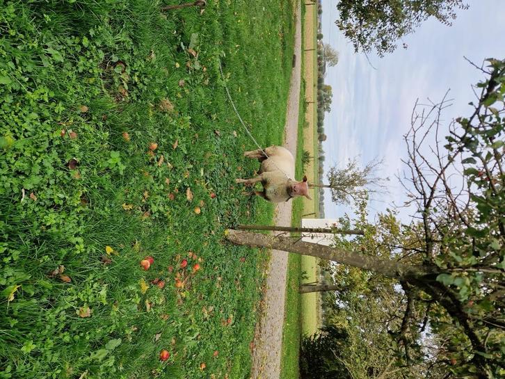 Rouge dekram, Dieren en Toebehoren, Schapen, Geiten en Varkens, Schaap, Mannelijk