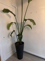 Strelitzia nicolai, Huis en Inrichting, Kamerplanten, Ophalen, Halfschaduw, 200 cm of meer